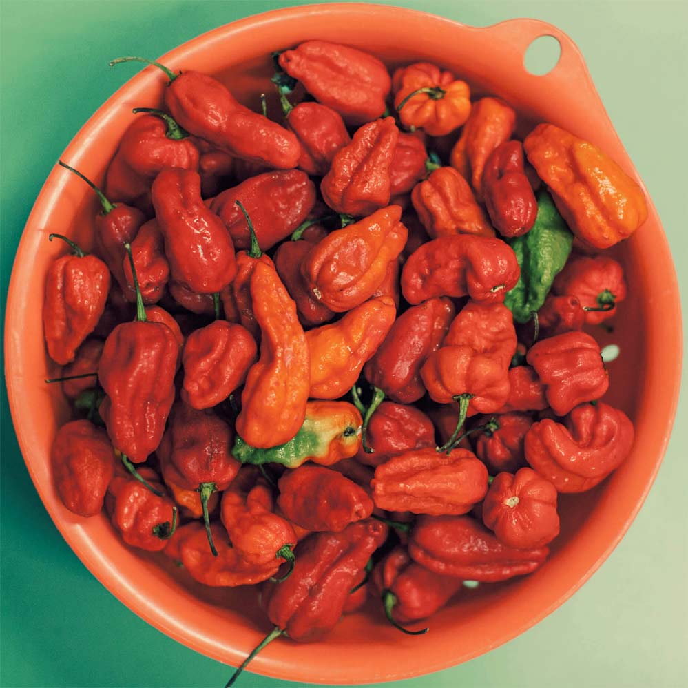 Bowl full of fresh Ghost peppers used in MONOLOCO El Pisuicas Hot Sauce, showcasing the vibrant red colors and extra hot potential.